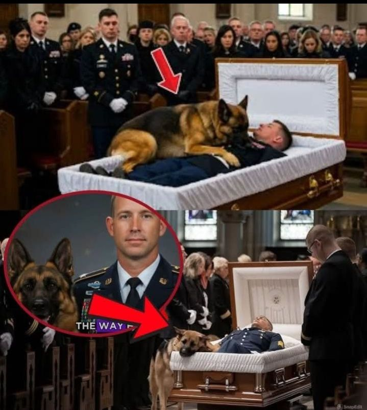 At the funeral, a K9 dog jumped onto the veteran’s body—what…see more