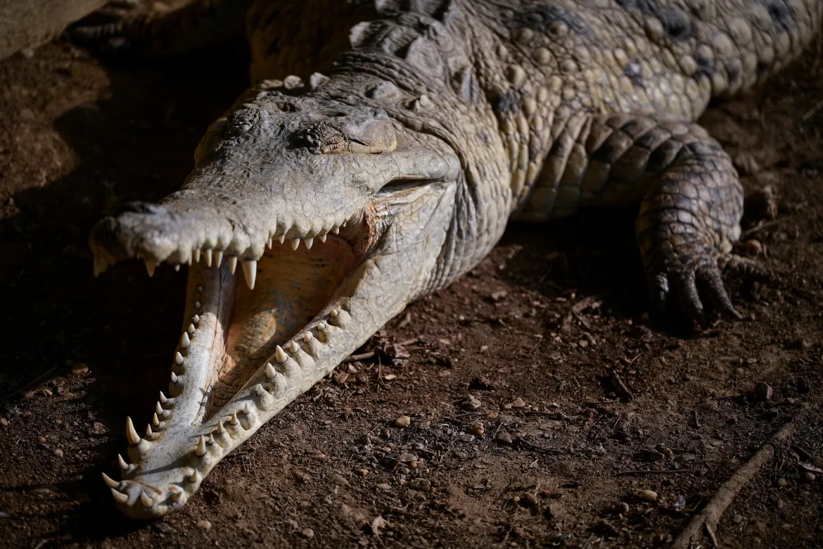  The last-ditch race to save the Orinoco crocodile