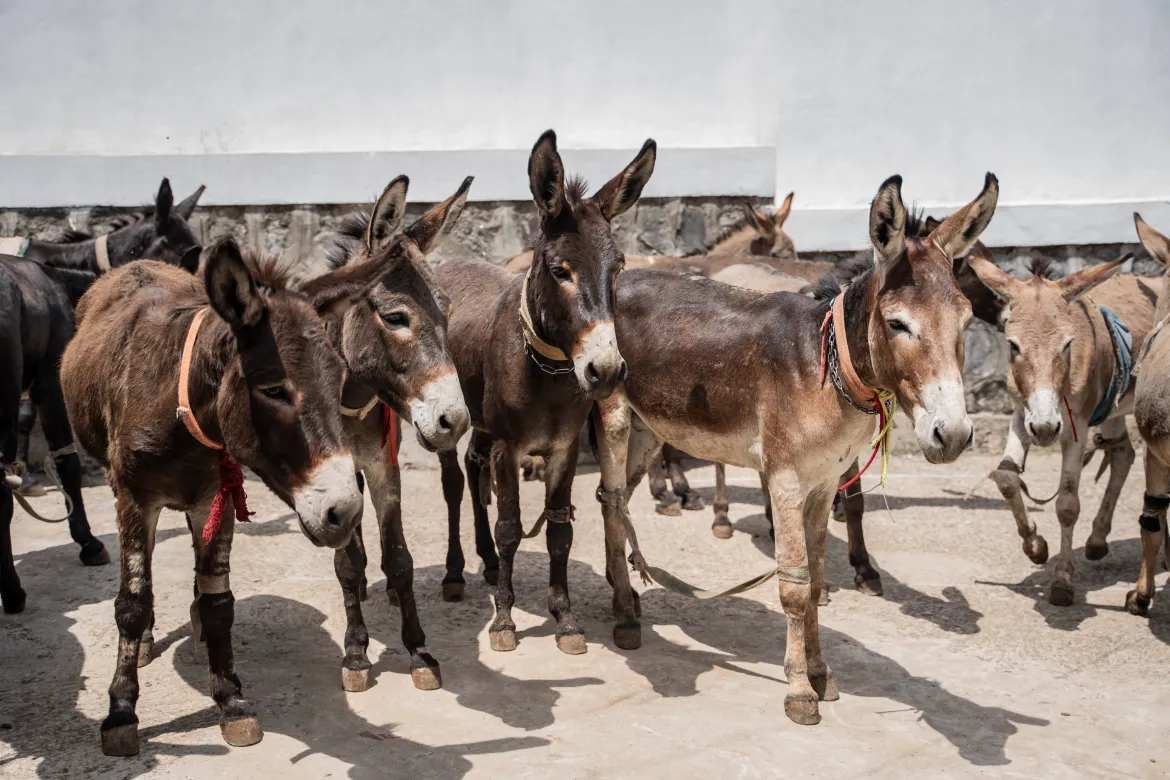  A free clinic for donkeys, vital to Ethiopia’s economy